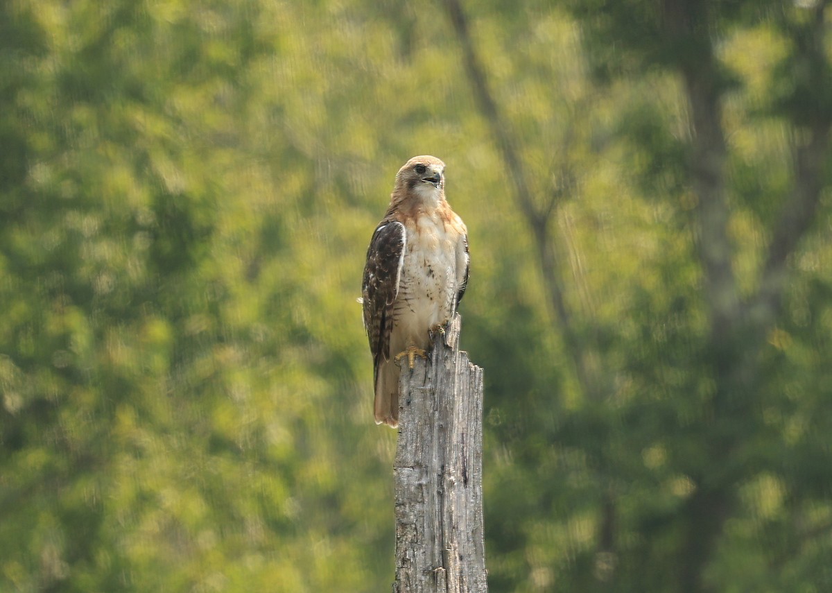 Red-tailed Hawk (borealis) - ML639796466