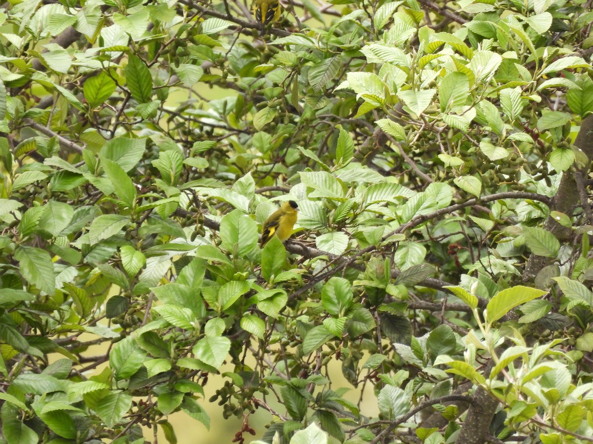 Andean Siskin - ML639796552