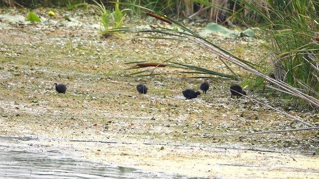 Common Gallinule - ML639796602