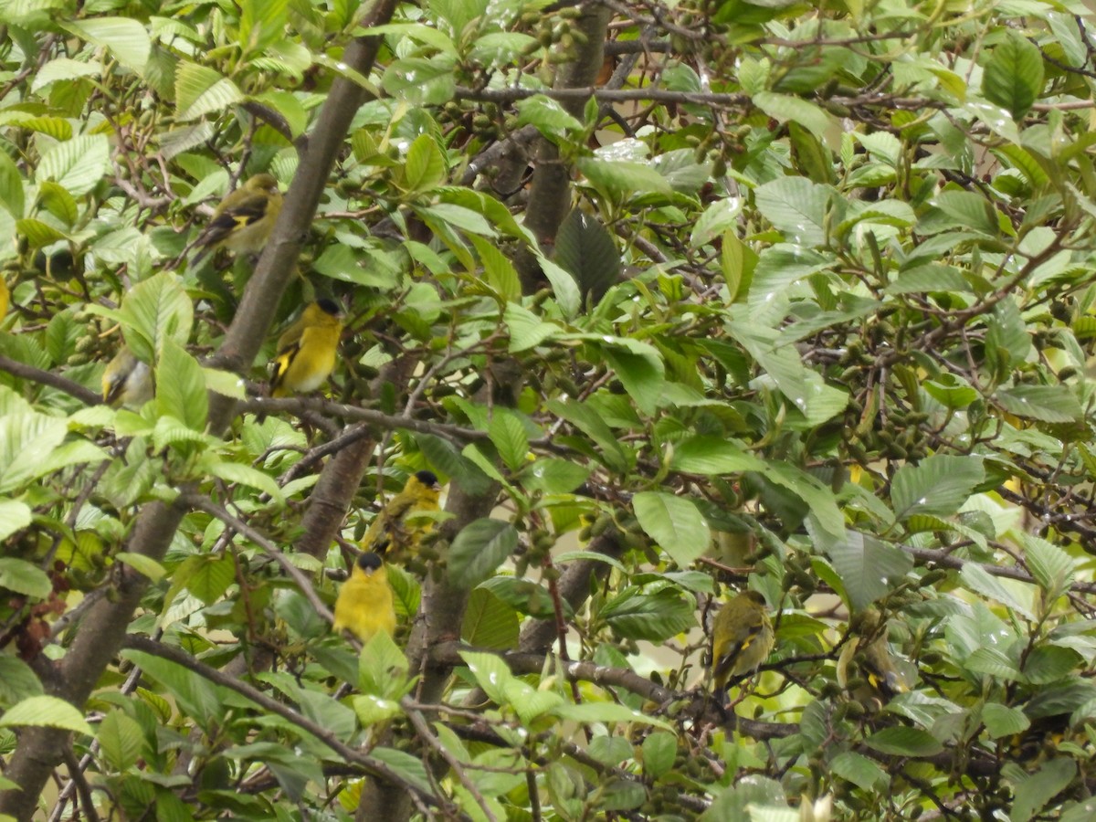 Andean Siskin - ML639796604