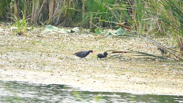 Common Gallinule - ML639796605