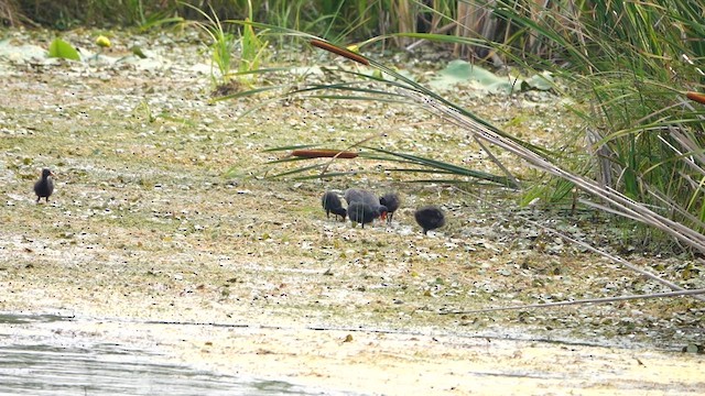 Common Gallinule - ML639796607