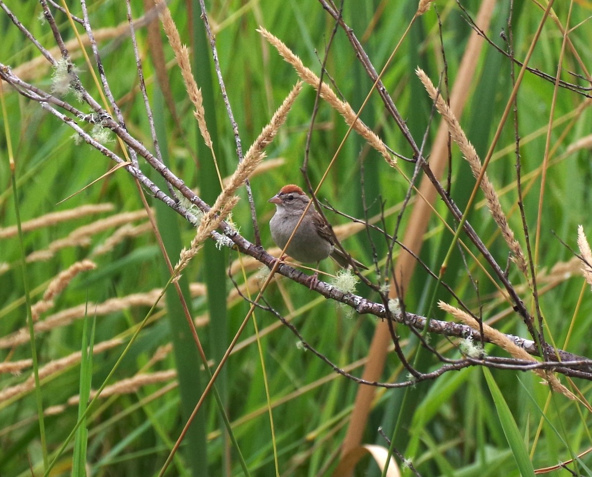 Chipping Sparrow - ML639796620