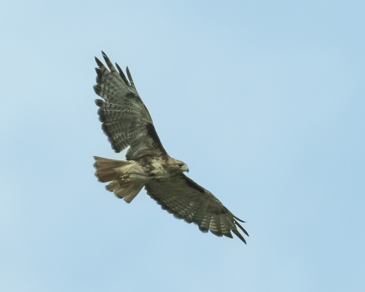 Red-tailed Hawk - ML639796767