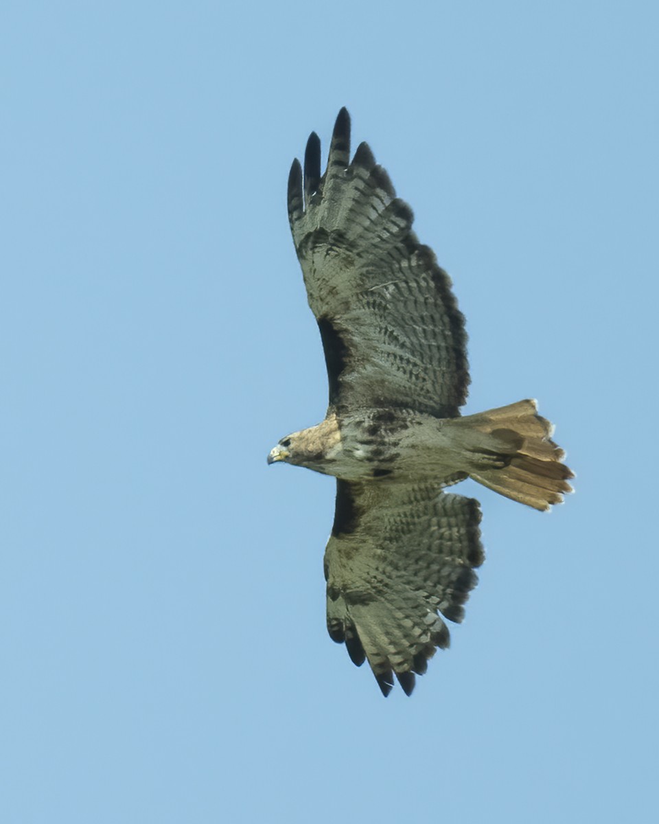 Red-tailed Hawk - ML639796788