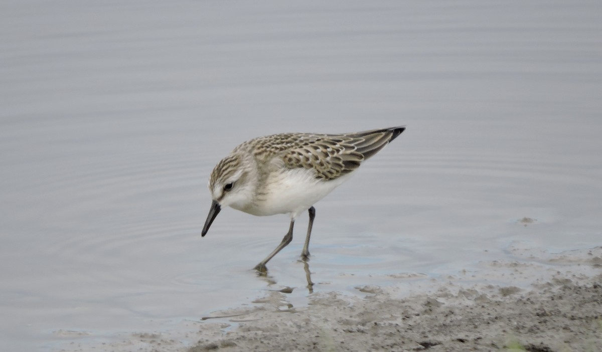 Semipalmated Sandpiper - ML639796803
