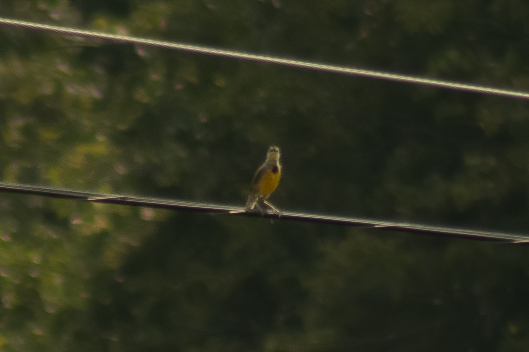 Eastern Meadowlark - ML639796807