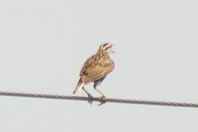 Eastern Meadowlark - ML639796808