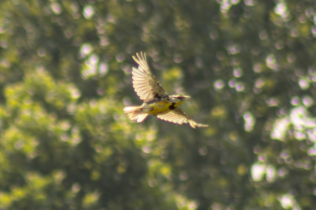 Eastern Meadowlark - ML639796811