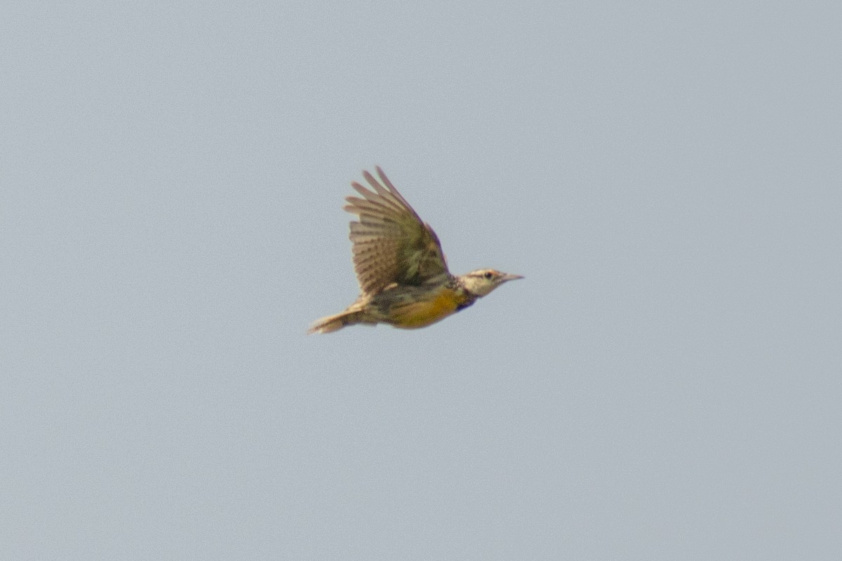 Eastern Meadowlark - ML639796812