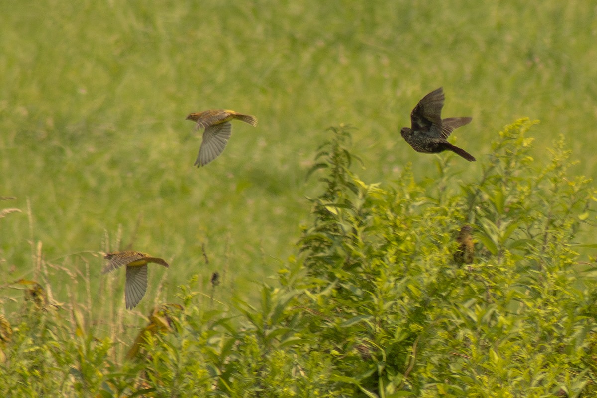 Eastern Meadowlark - ML639796813