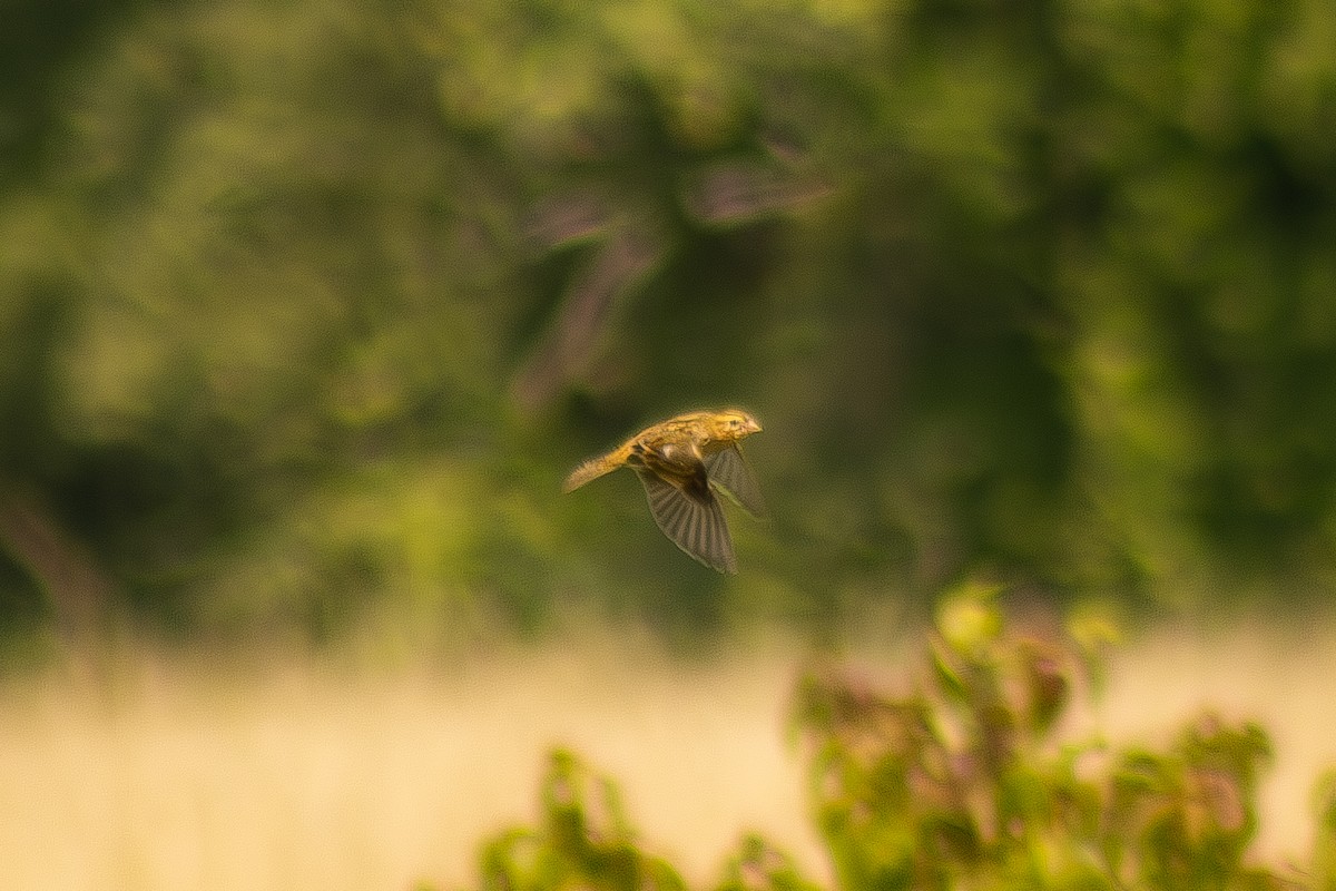 Eastern Meadowlark - ML639796814