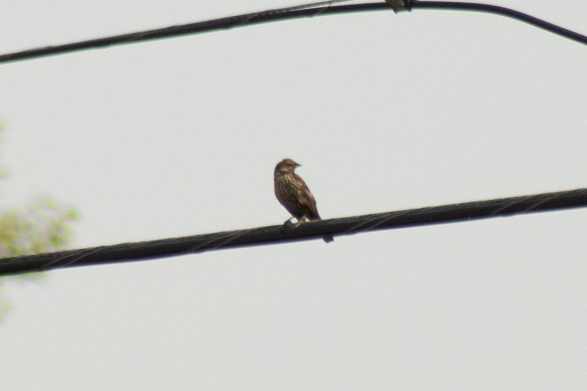 Red-winged Blackbird - ML639796821