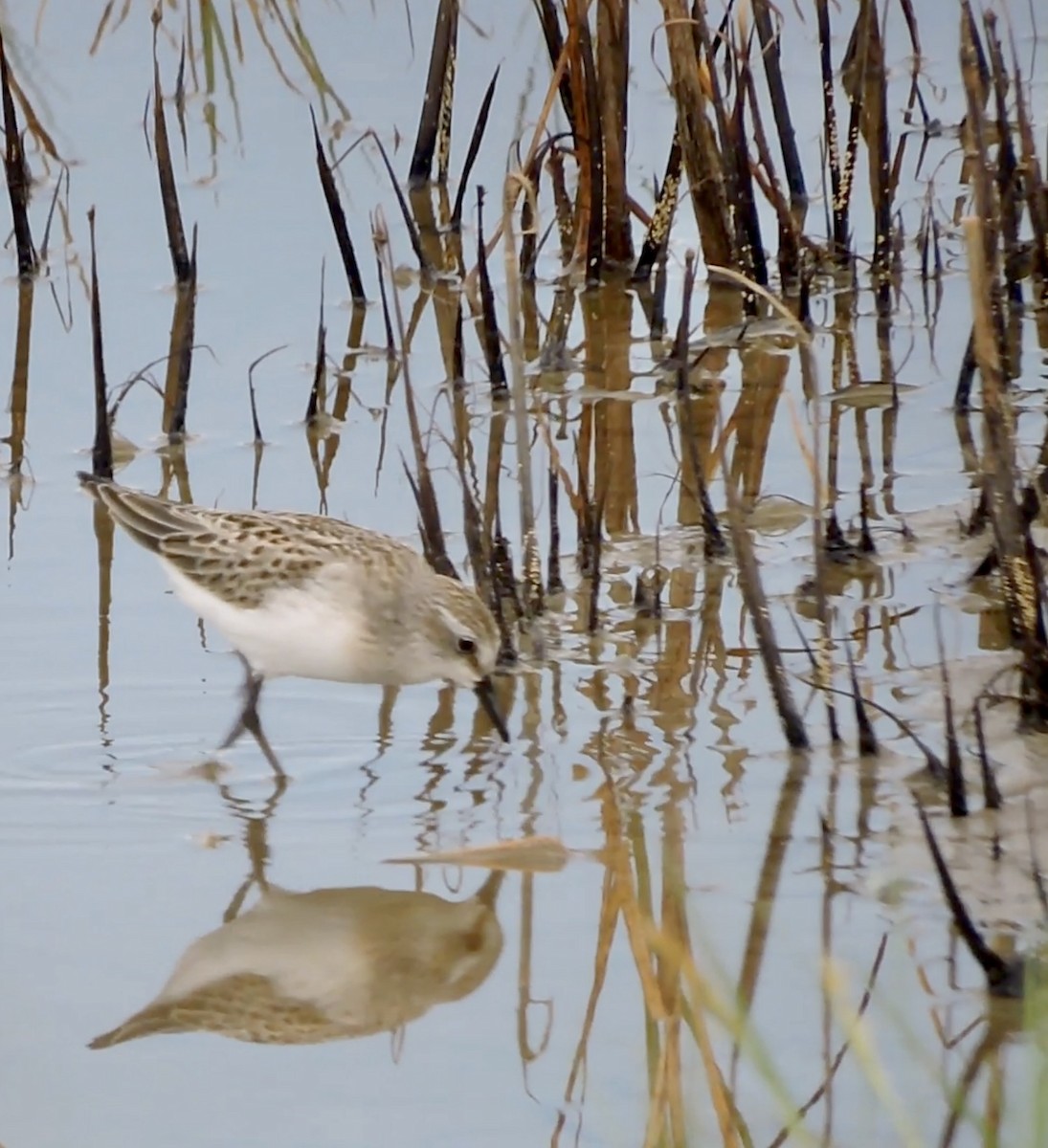 Semipalmated Sandpiper - ML639796870