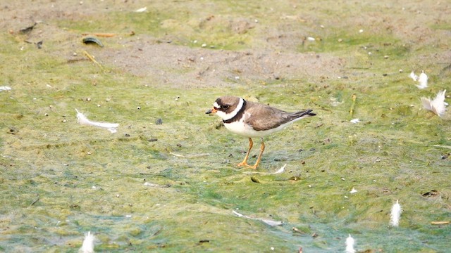 Semipalmated Plover - ML639796882