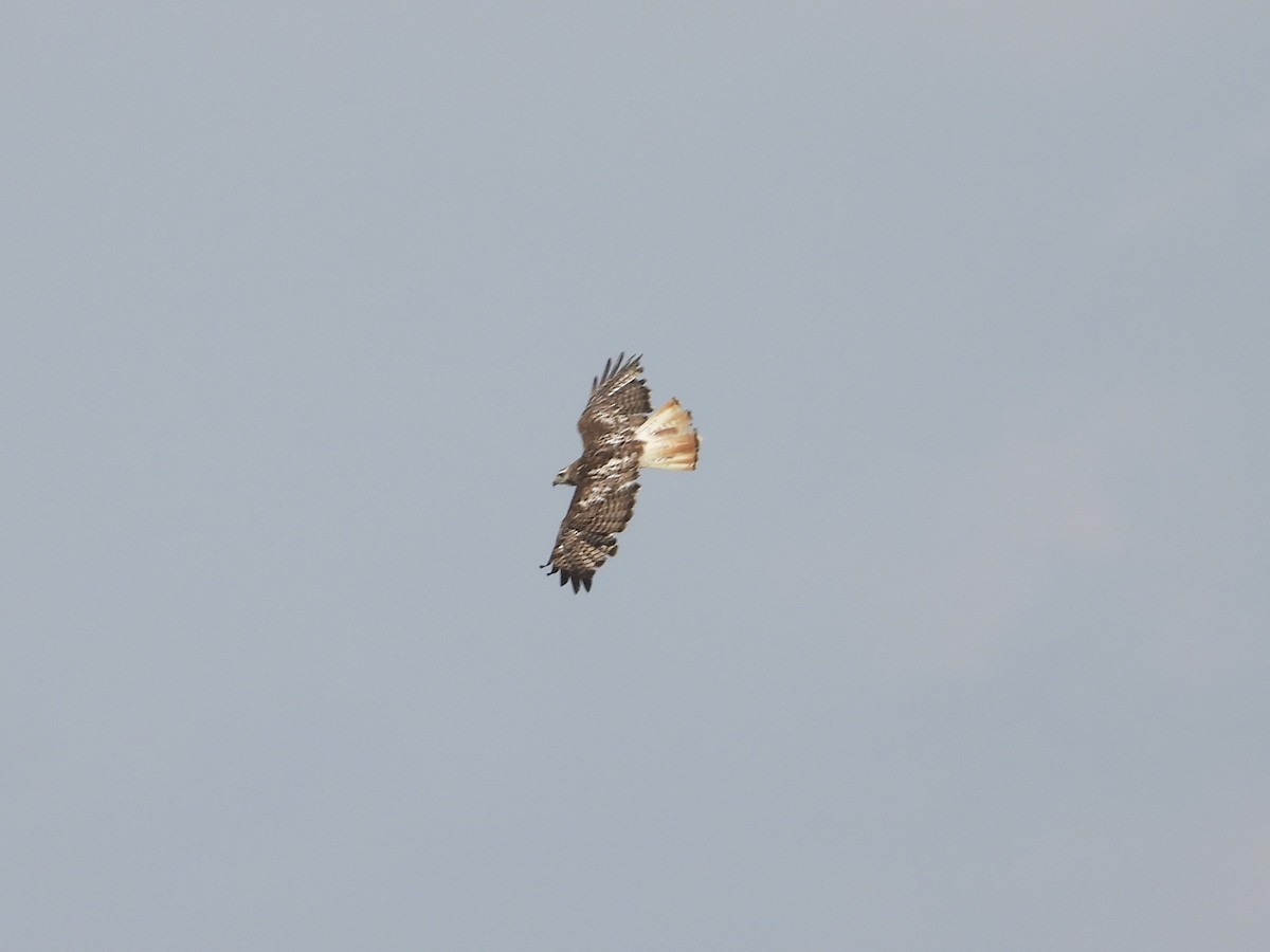 Red-tailed Hawk - ML639796888