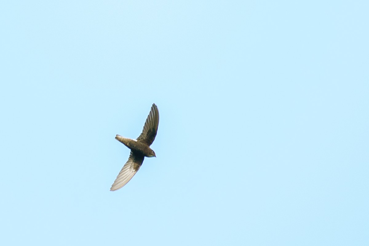 Little Swift - ML639796904
