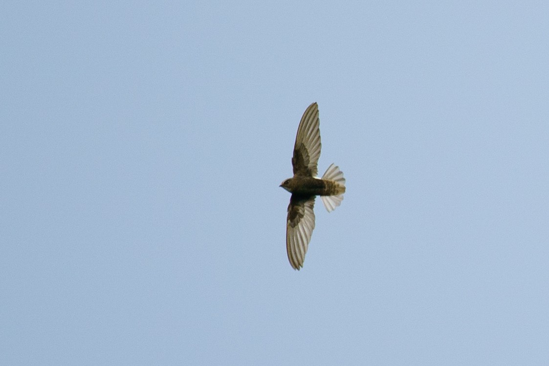 Little Swift - ML639796905