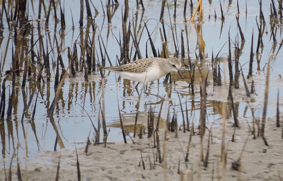 Semipalmated Sandpiper - ML639796968