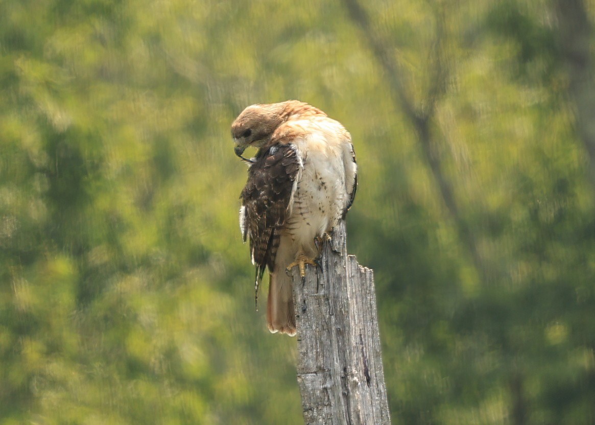 Red-tailed Hawk (borealis) - ML639796969