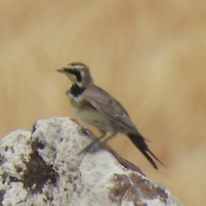 Horned Lark - ML639797009