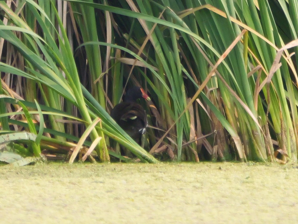 Common Gallinule - ML639797035