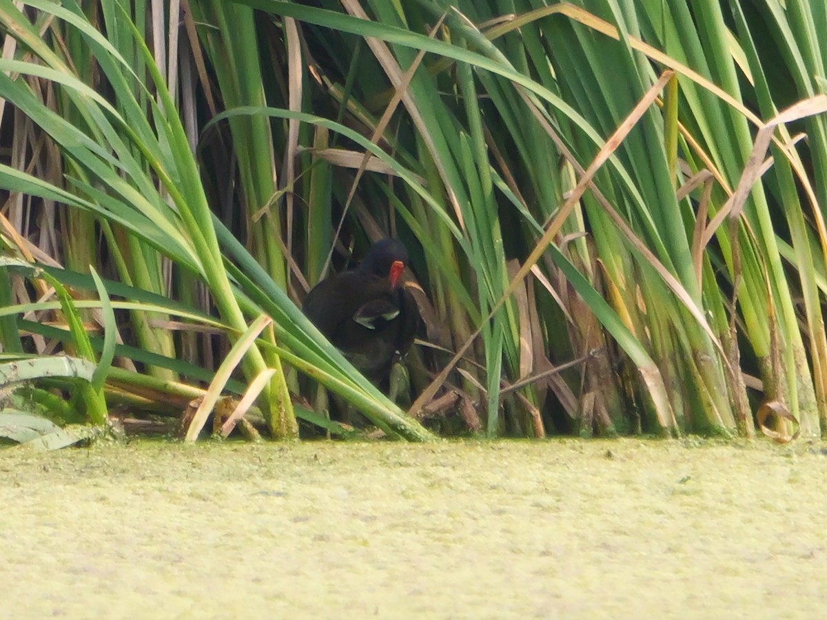 Common Gallinule - ML639797036