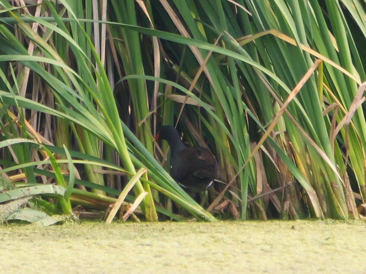 Common Gallinule - ML639797037