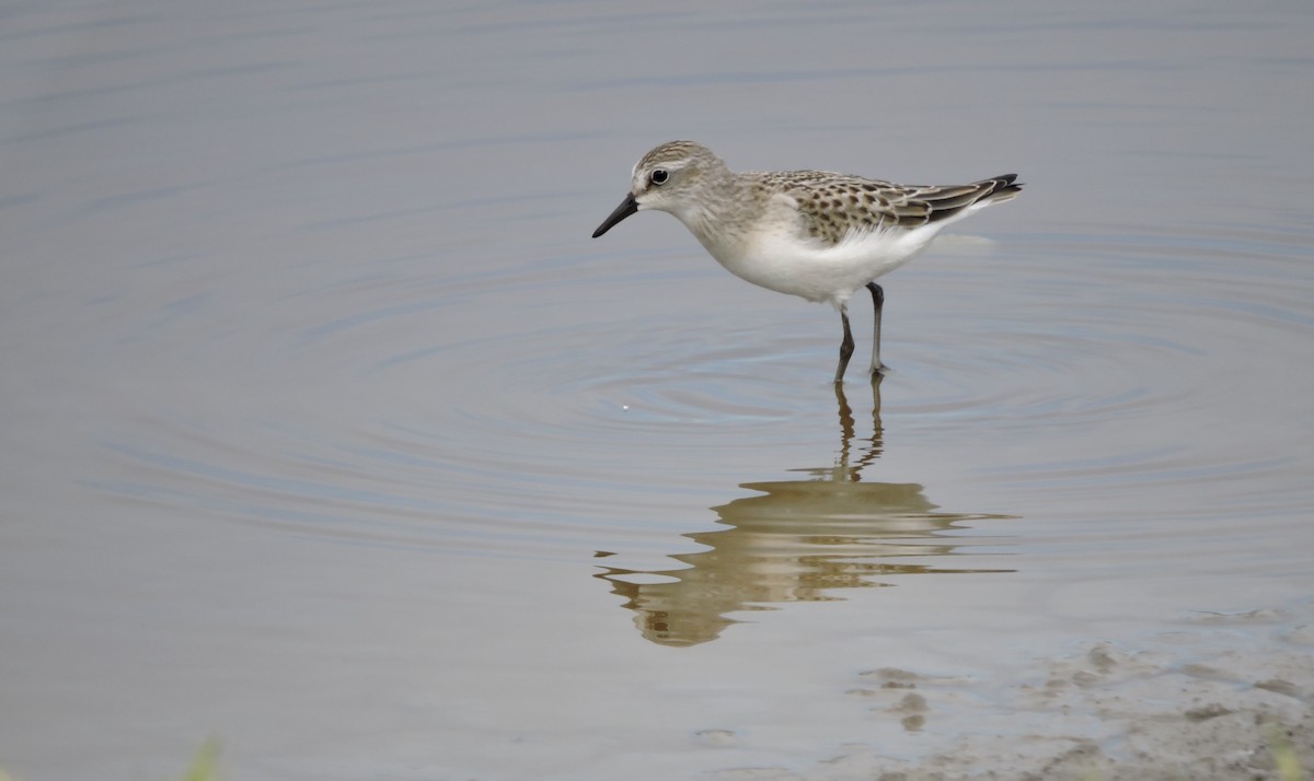 Semipalmated Sandpiper - ML639797046