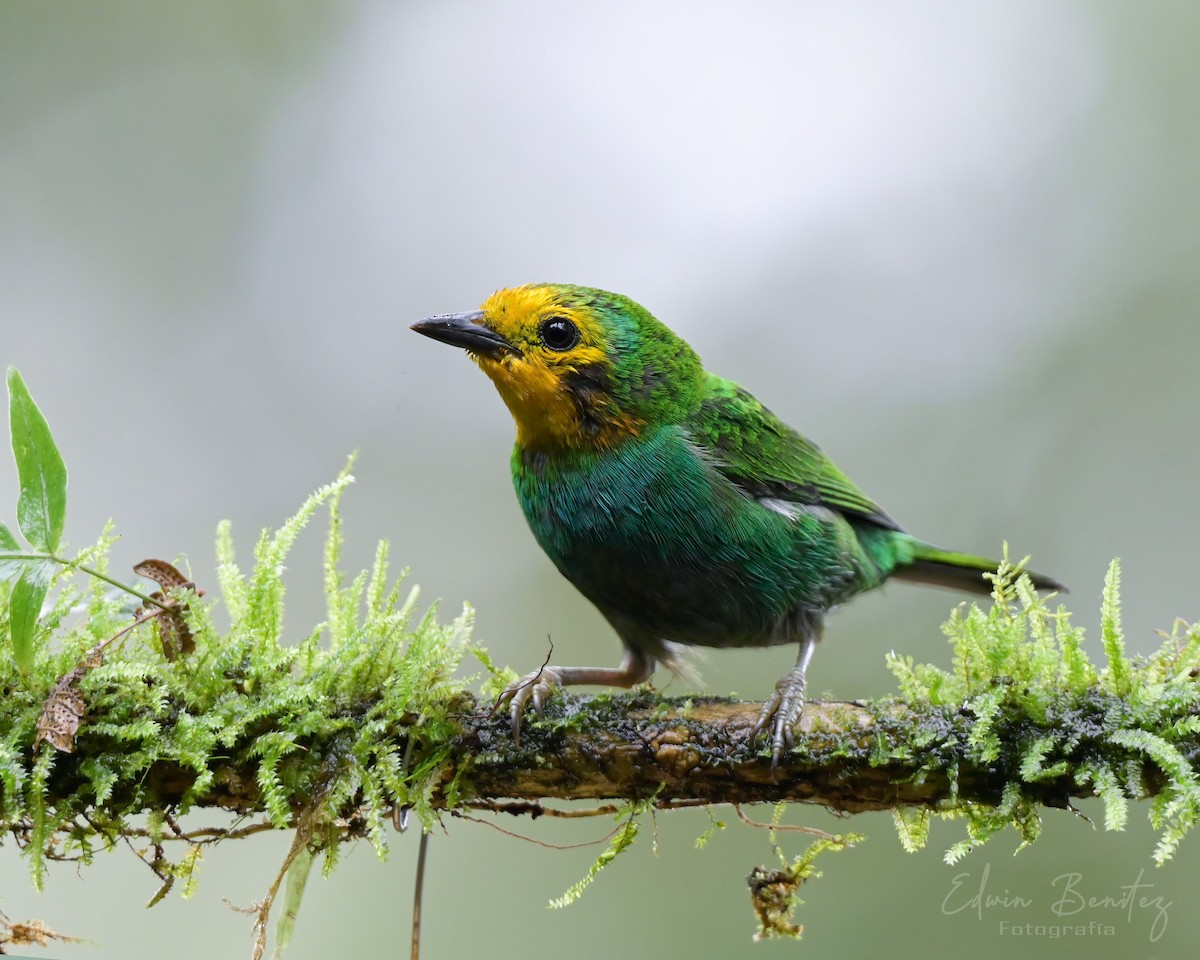 Multicolored Tanager - ML639797056