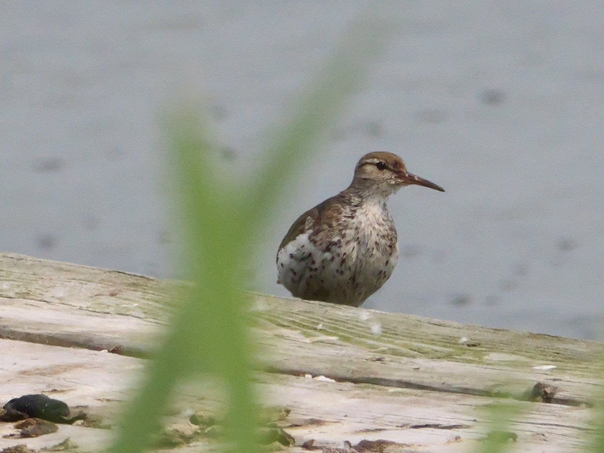 Spotted Sandpiper - ML639797066