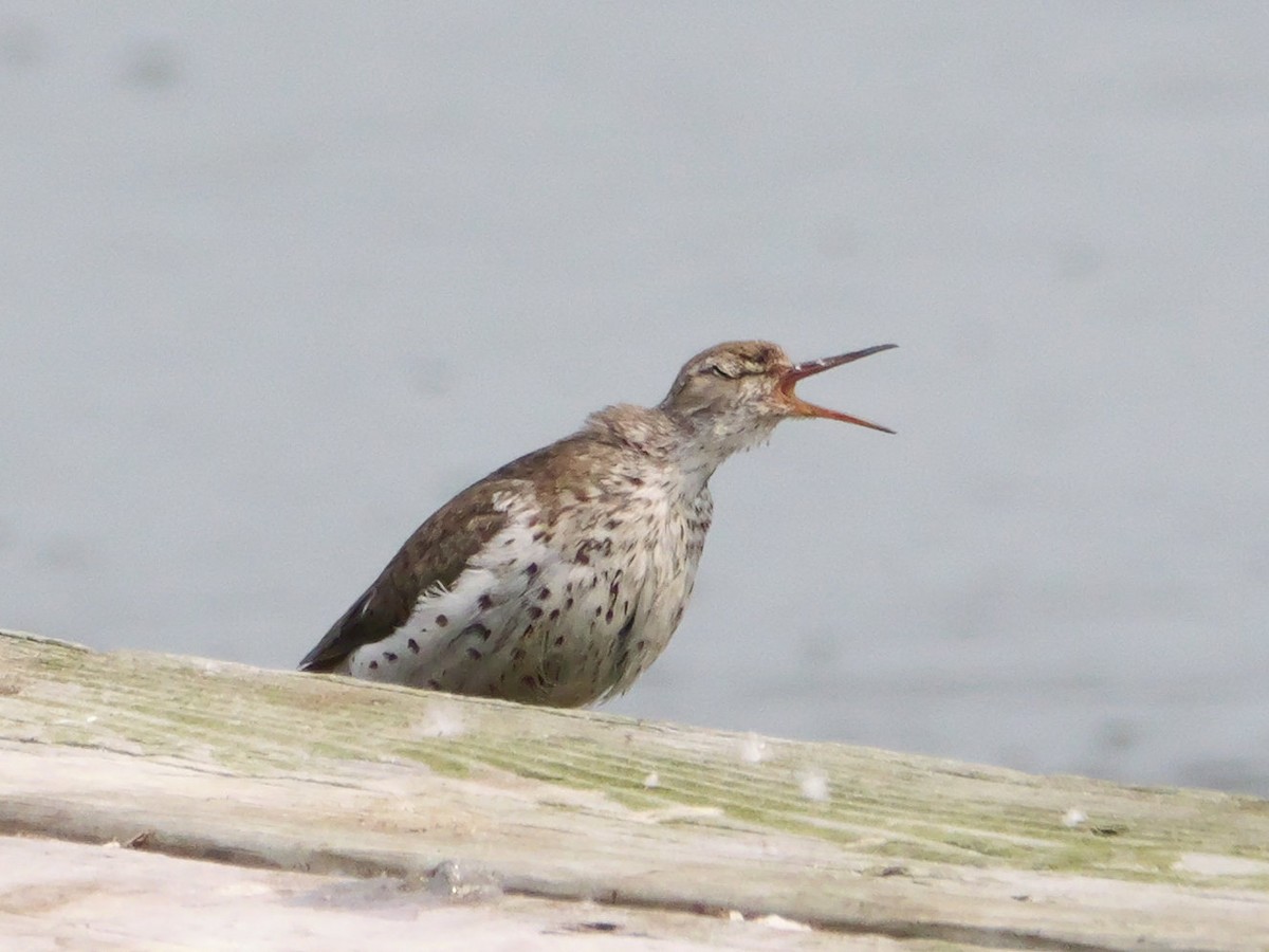 Spotted Sandpiper - ML639797067
