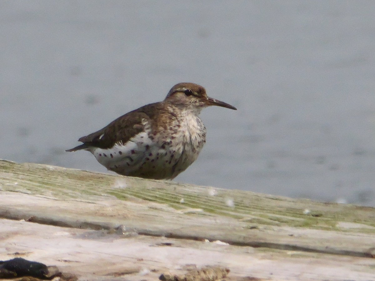 Spotted Sandpiper - ML639797068