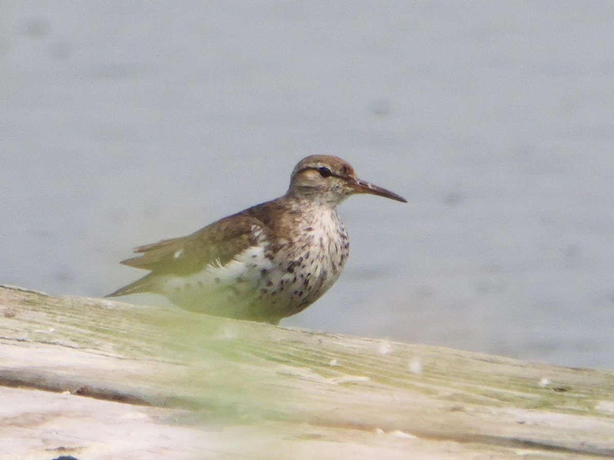 Spotted Sandpiper - ML639797069