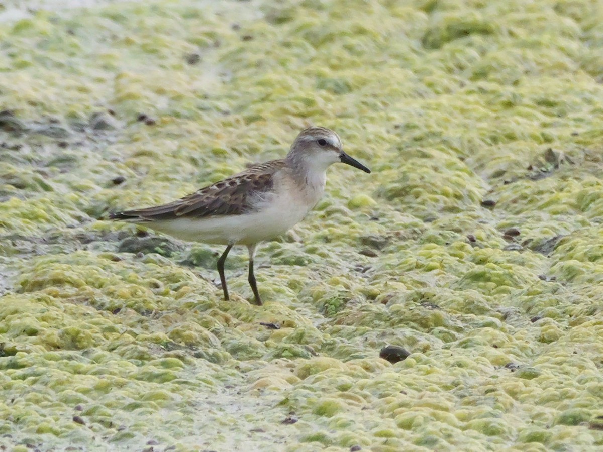 Semipalmated Sandpiper - ML639797084