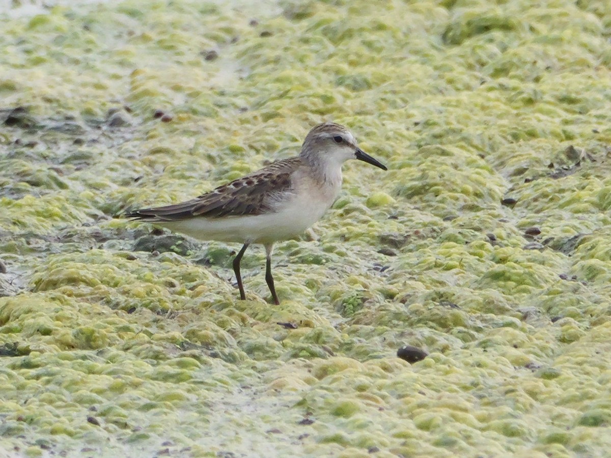 Semipalmated Sandpiper - ML639797085