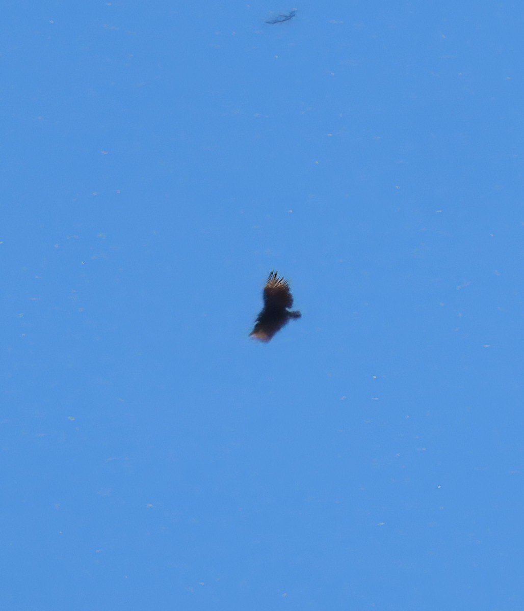 Black Vulture - ML639797087