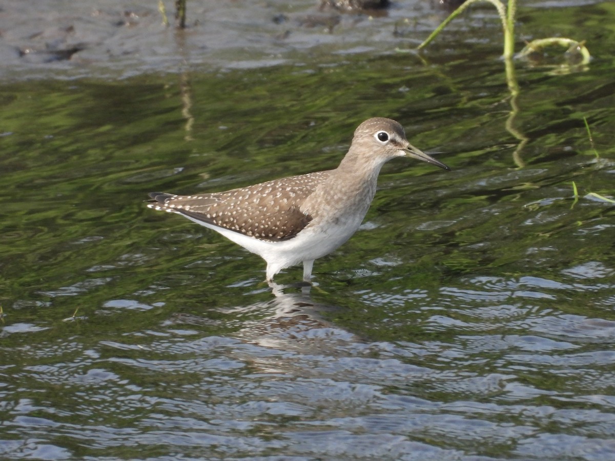 eremittsnipe - ML639797126