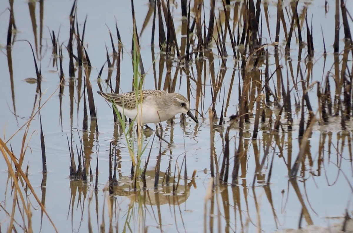 Semipalmated Sandpiper - ML639797167