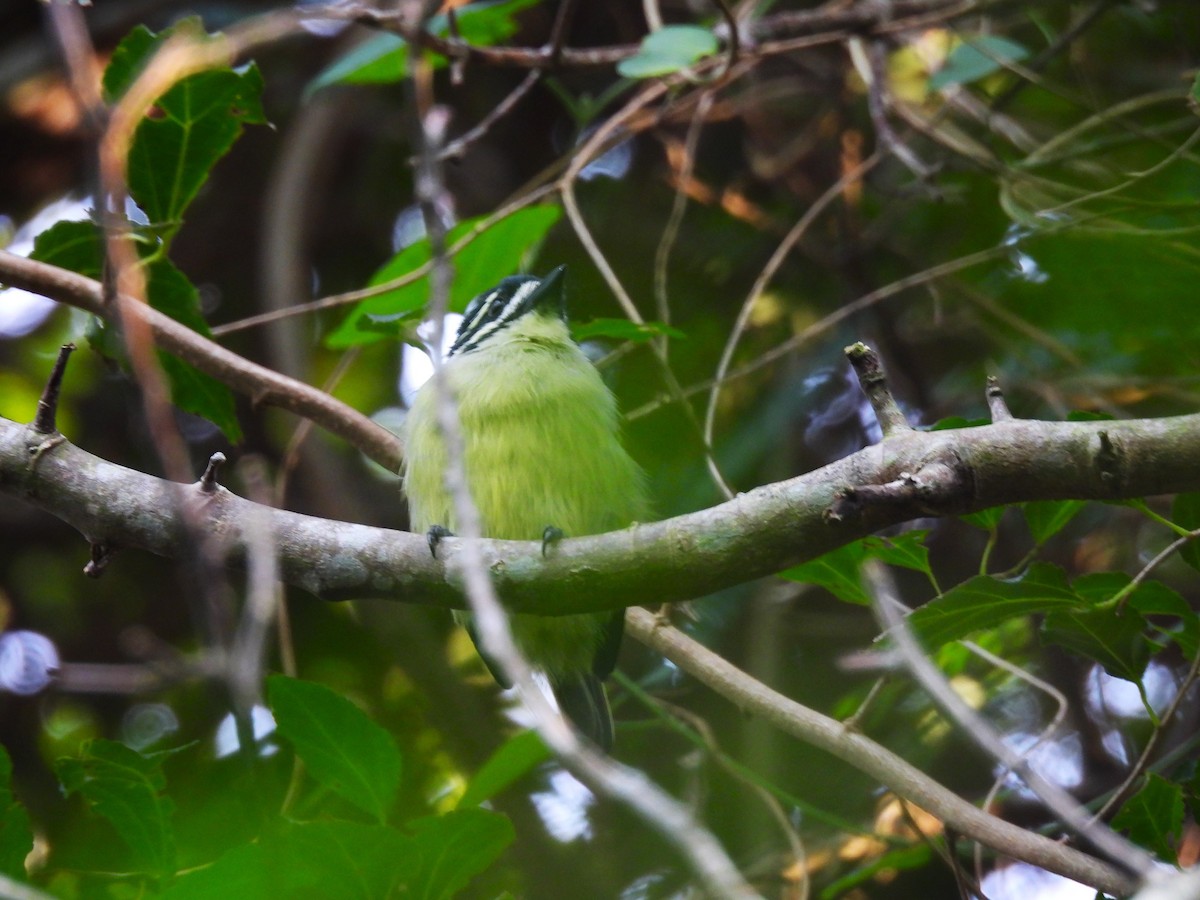 キゴシヒメゴシキドリ（bilineatus グループ） - ML639797179