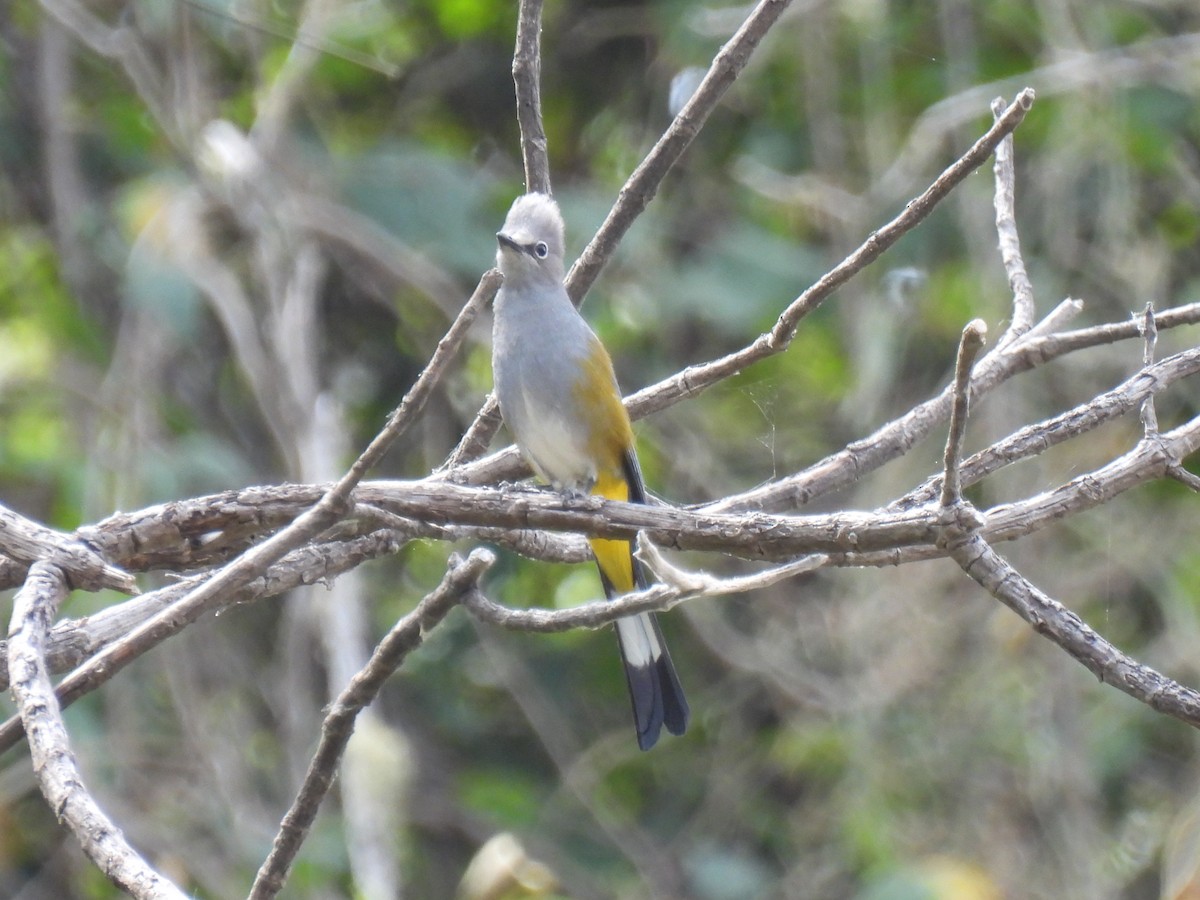 Gray Silky-flycatcher - ML639797183