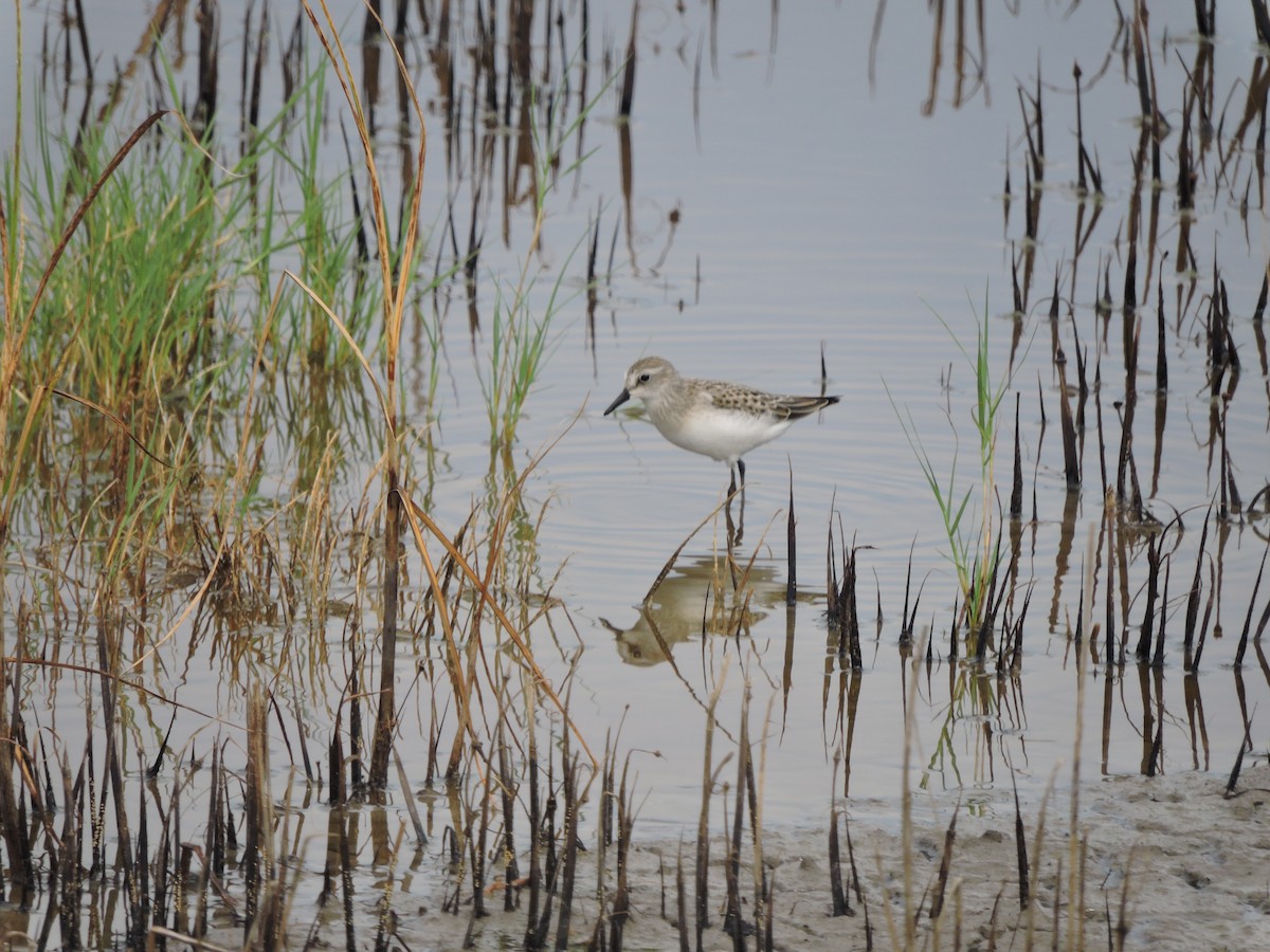Semipalmated Sandpiper - ML639797184