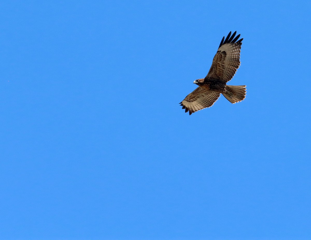 Red-tailed Hawk - ML639797222