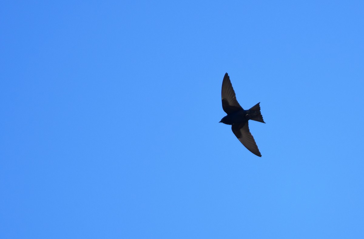 Purple Martin - ML639797229