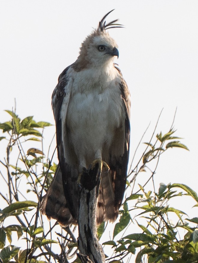 Changeable Hawk-Eagle (Crested) - ML639797244