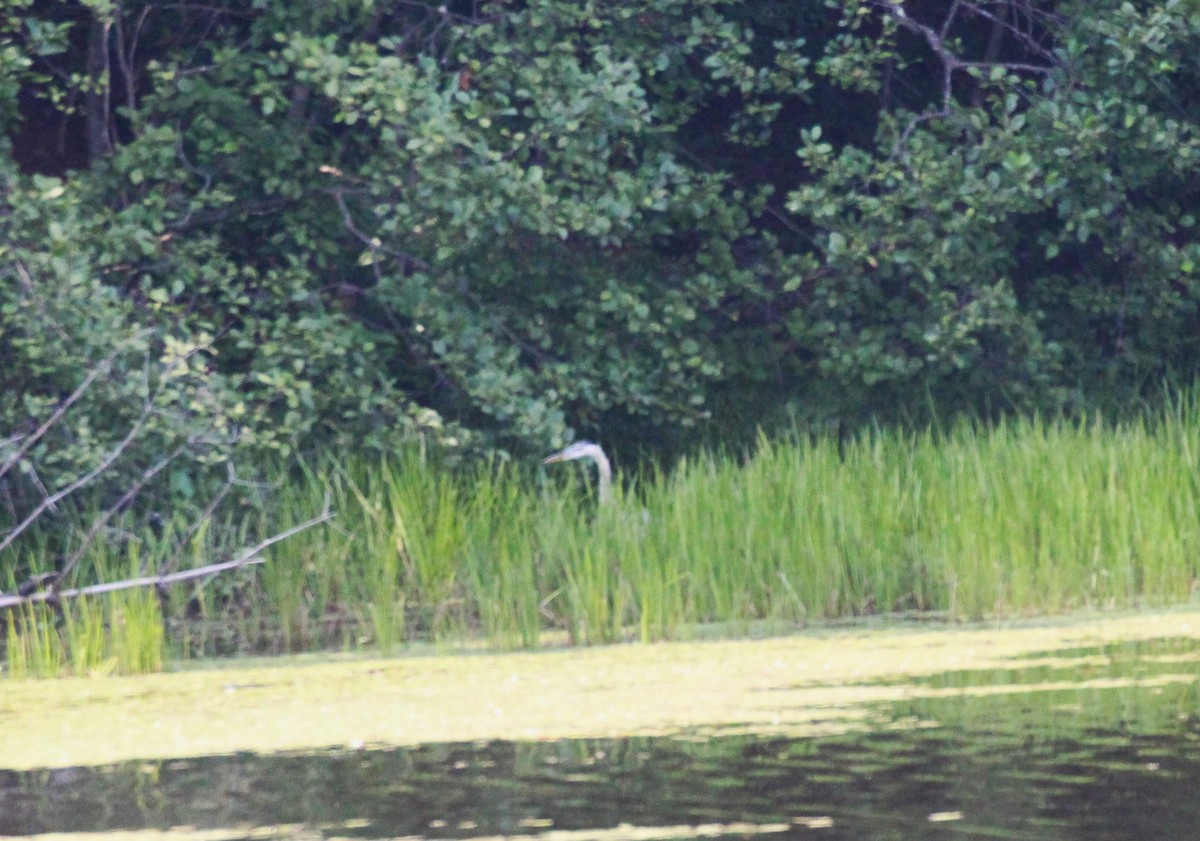 Great Blue Heron - ML639797246
