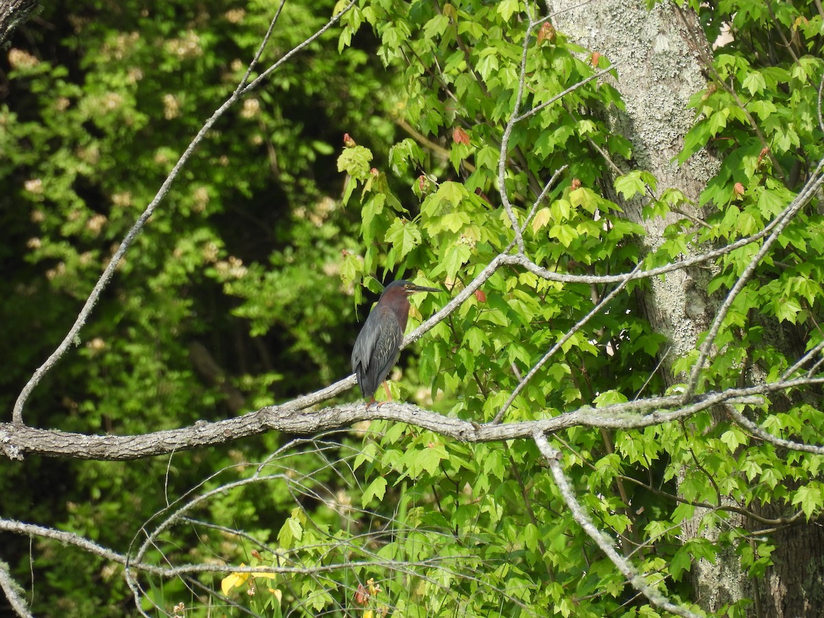 Green Heron - ML639797281