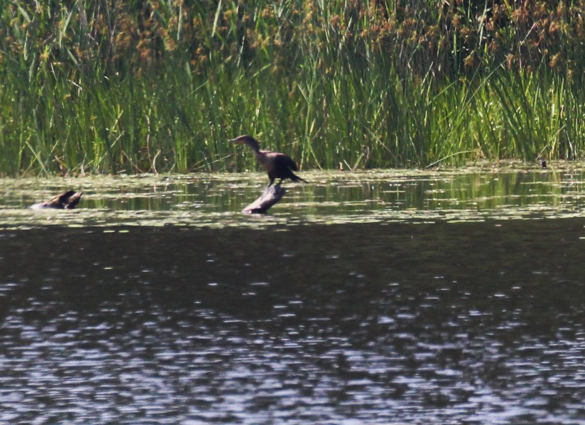 Double-crested Cormorant - ML639797298