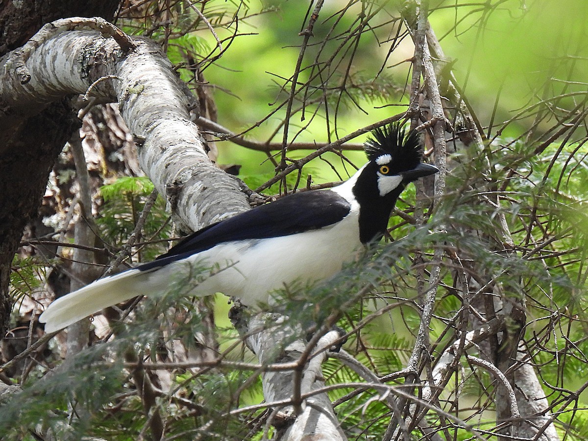 Tufted Jay - ML639797302