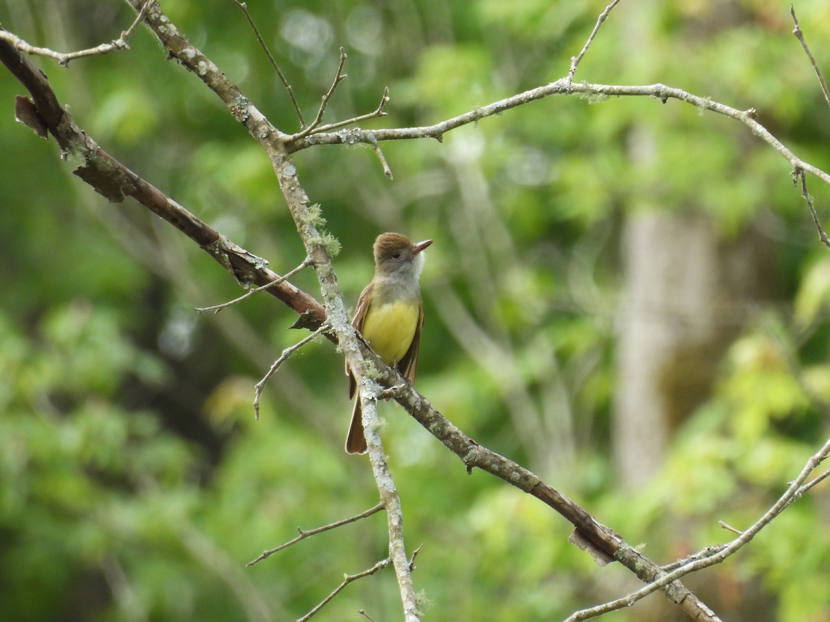 Great Crested Flycatcher - ML639797317